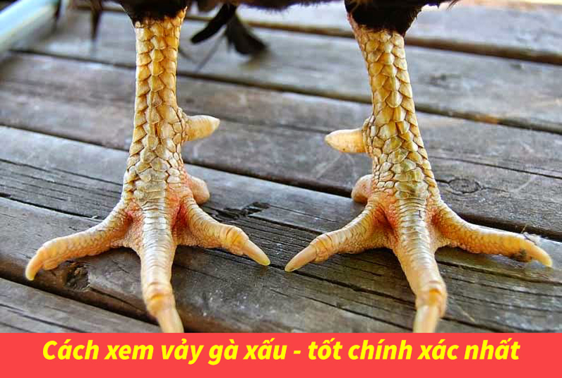 Không nên chọn loại gà có vảy khai hậu để nuôi